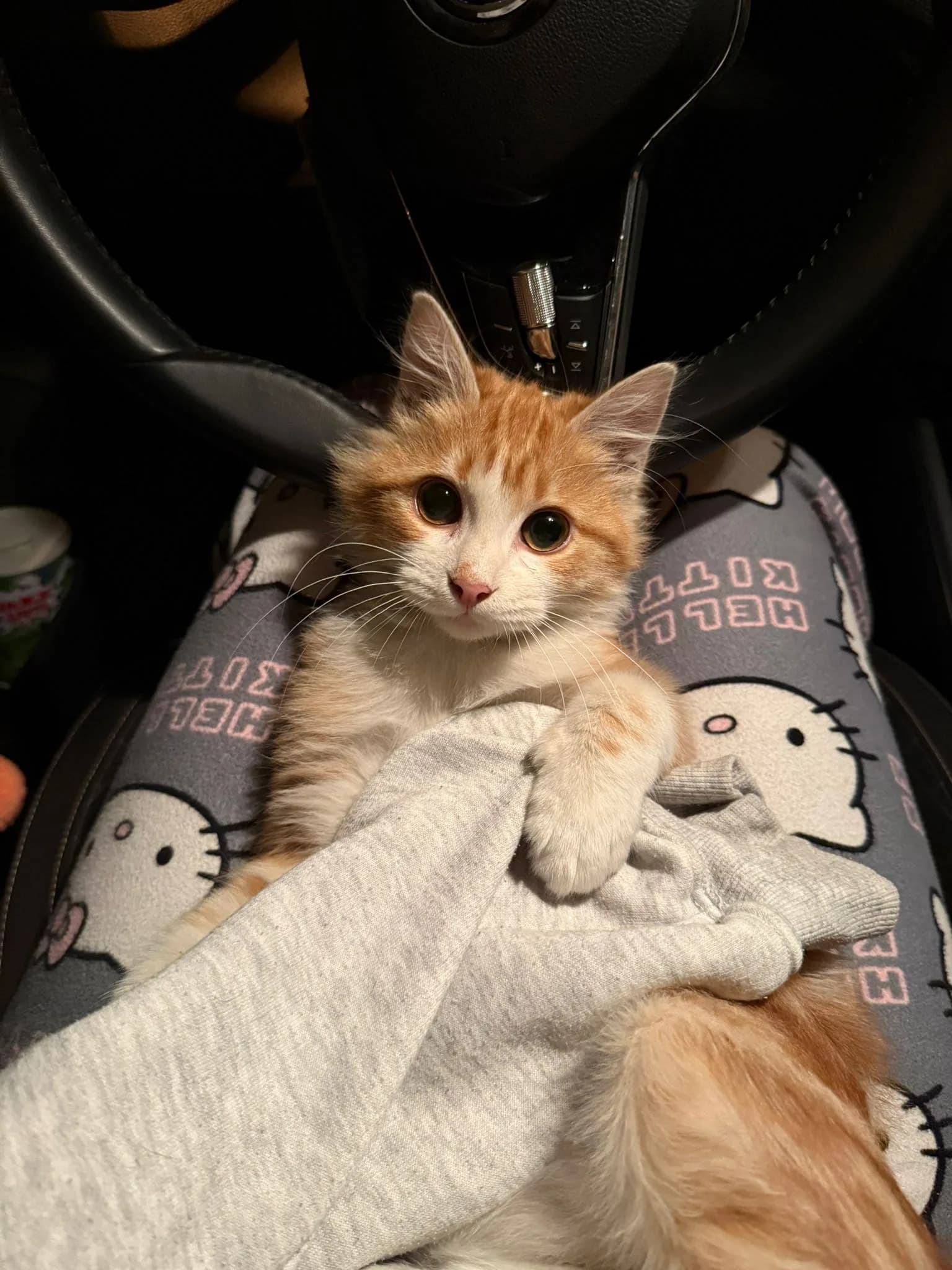 Mia kızımız yuva arıyor.