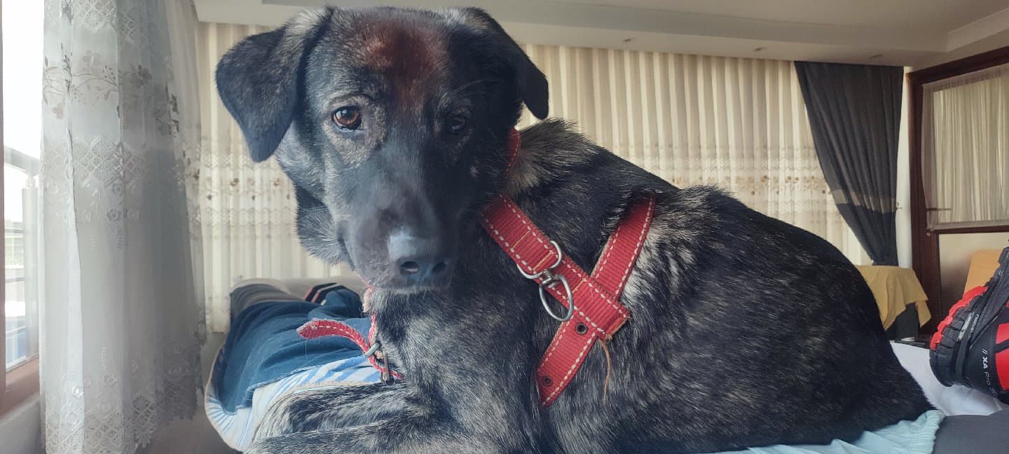 ACİL TAŞINIYORUM ZEYTİN E YUVA