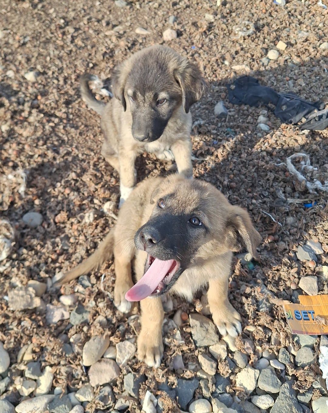 YAVRU KÖPEKLER ORDU