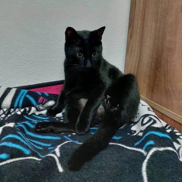 2 AYDIR KAYIP ÇİPLİ ERKEK KEDİ