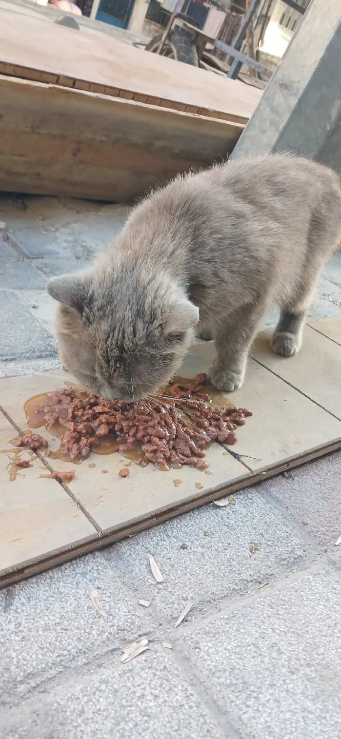 British Shorthair Dişi