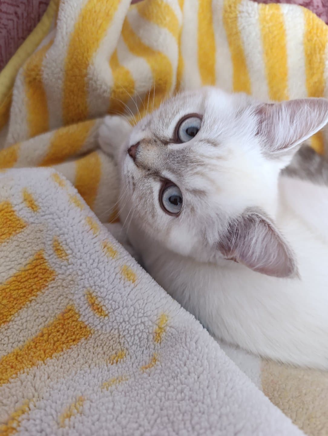 british short kedim Yaman kayboldu ne olur yardımcı olmanızı istiyorum