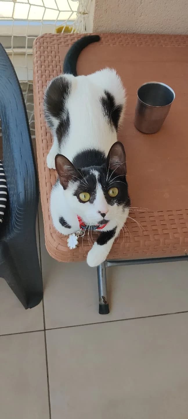 kayıp kedi