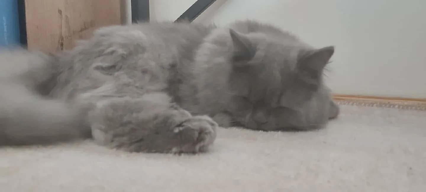 kedi 1.5 yaşında
