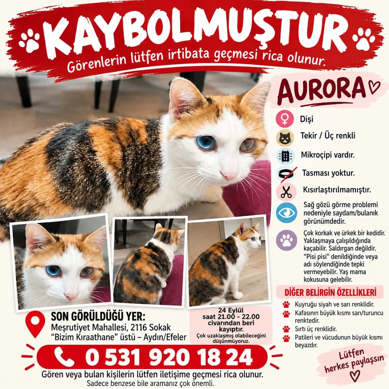 Kayıp kedi Aurora