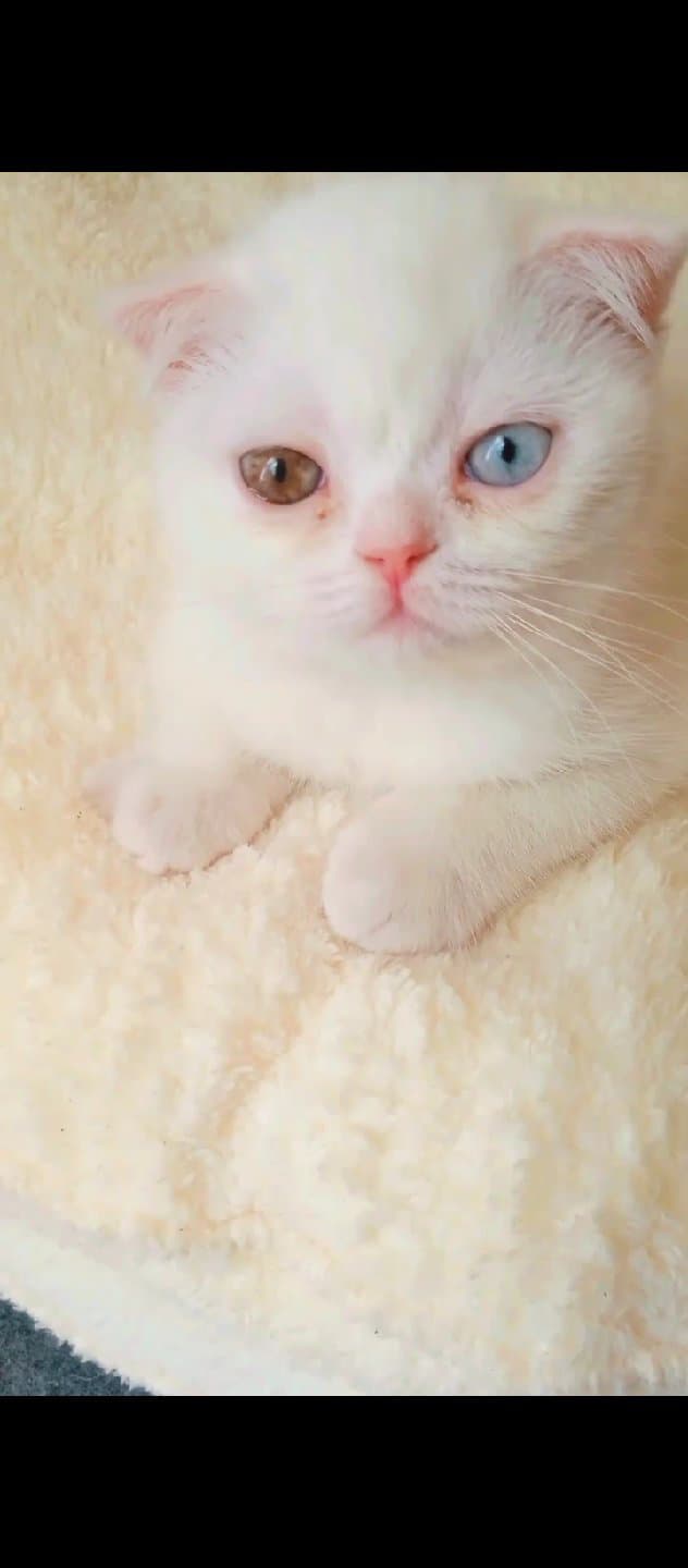 kedim kayıp çok aradım bulamadım lütfen gören ler var ulaşsın