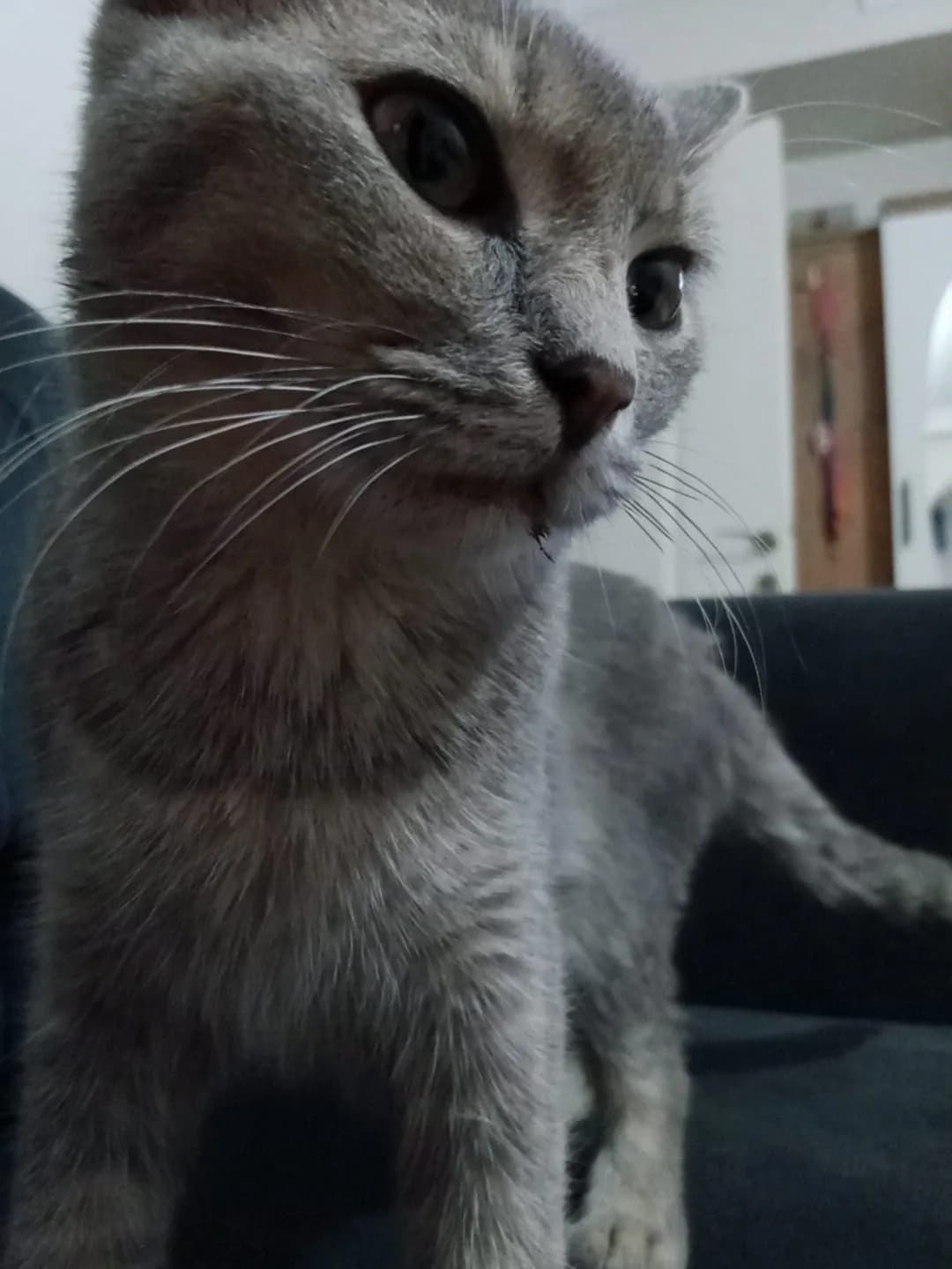 LEO ÇALINDI