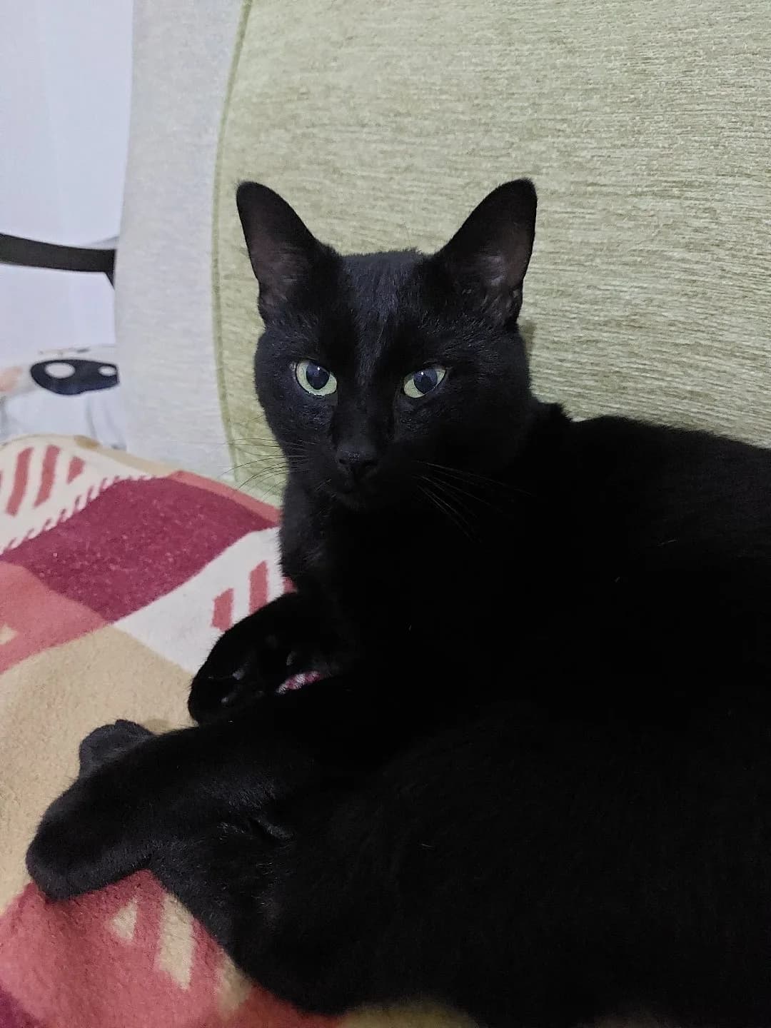 3 AYDIR KAYIP ÇİPLİ ERKEK KEDİ