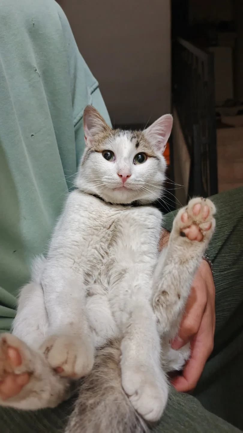 kayıp kedi çiko