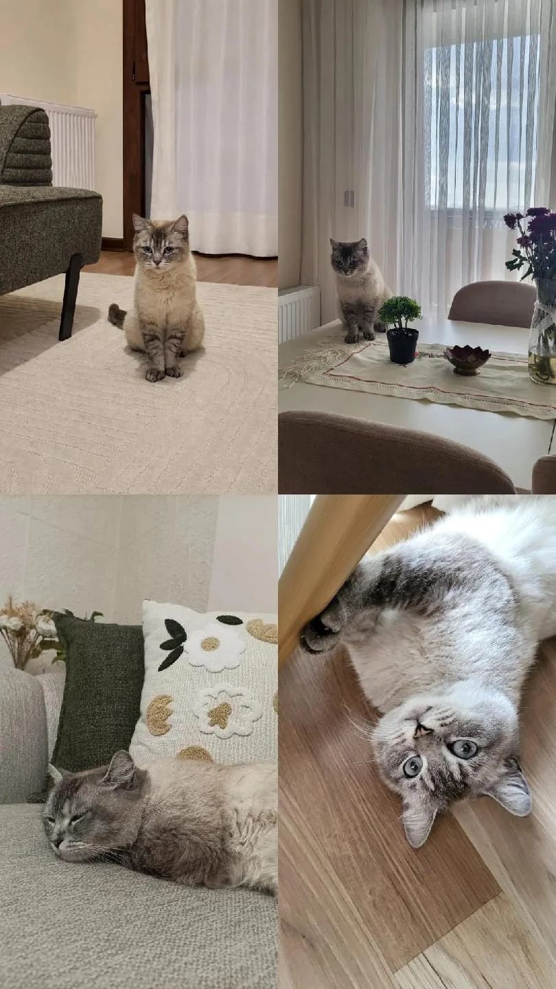 Foto badem