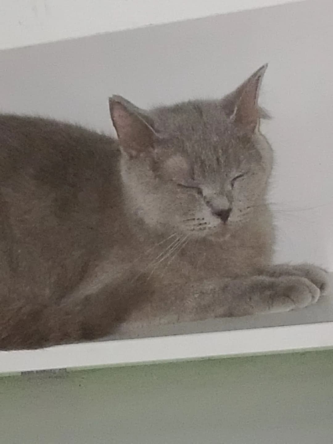 alya fotoğrafı