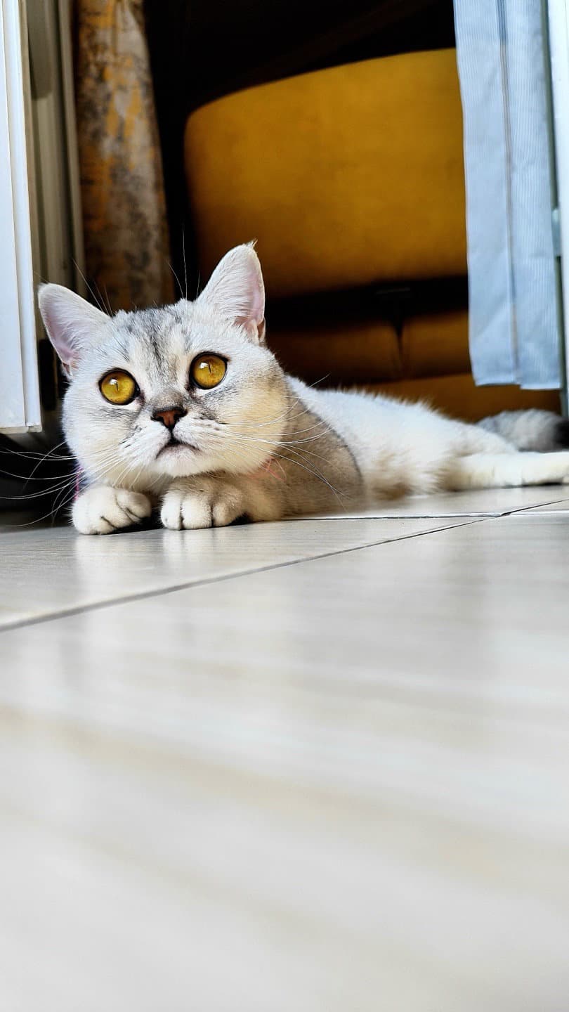 Foto di Leydi