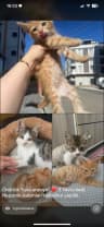 kedi sever